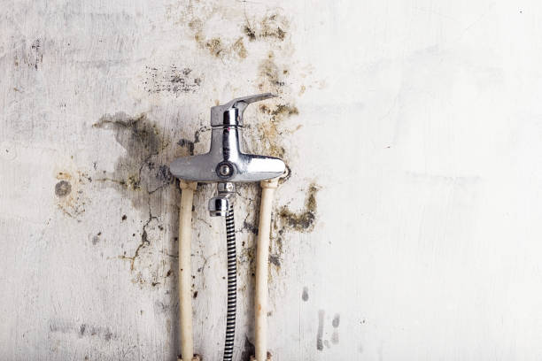 Best Certified Mold Removal  in Orange City, FL