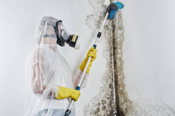 Best Commercial Mold Removal  in Orange City, FL