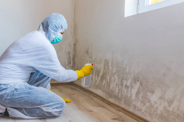 Mold Testing and Removal in Orange City, FL