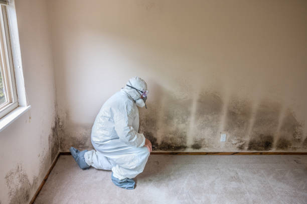 Best Emergency Mold Removal  in Orange City, FL