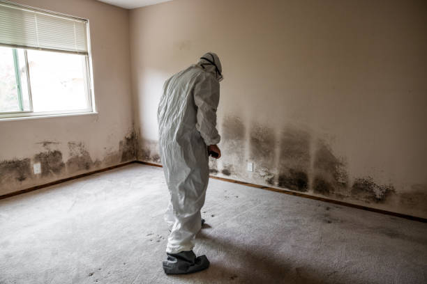 Best Commercial Mold Removal  in Orange City, FL